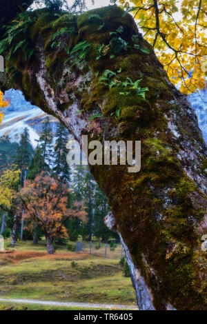 Acero di monte, grande Acero (Acer pseudoplatanus), albero trunkt con mossesand farns piccolo Ahornboden, Valle di Johannis, montagna Karwendel, Austria, Tirolo Foto Stock