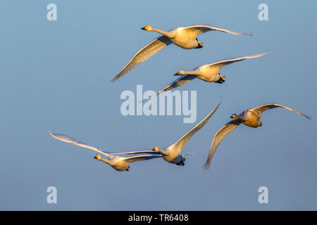 Whooper swan (Cygnus Cygnus), flying whooper cigni, Germania, Meclemburgo-Pomerania Occidentale Foto Stock