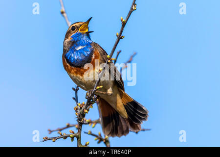 White-spotted pettazzurro (Luscinia svecica cyanecula), maschile seduto su un ramoscello prugnolo e canto, Germania, Meclemburgo-Pomerania Occidentale Foto Stock