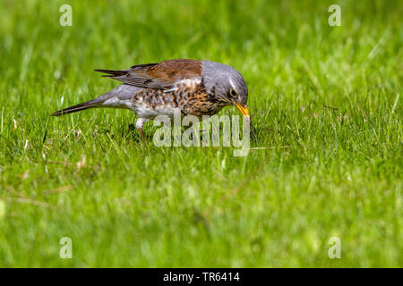 Allodole Cesene Beccacce (Turdus pilaris), depredavano un lombrico in un prato, vista laterale, Norvegia, Isole Lofoten Foto Stock