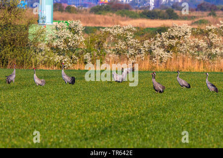 Comune, Gru Gru eurasiatica (grus grus), truppa sul campo di grano, Germania, Meclemburgo-Pomerania, Rostock Foto Stock