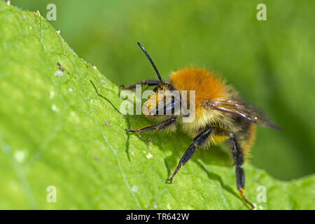 Carda bee, comune carda bee (Bombus pascuorum, Bombus agrorum), seduta su una foglia, vista laterale, Germania, Meclemburgo-Pomerania Occidentale Foto Stock