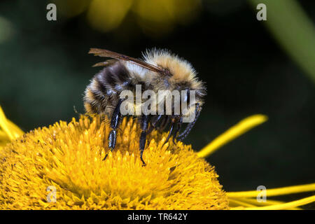 Carda bee, comune carda bee (Bombus pascuorum, Bombus agrorum), seduti su un fiore giallo e succhiare il nettare, vista laterale, Germania, Meclemburgo-Pomerania Occidentale Foto Stock