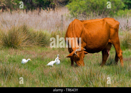 Airone guardabuoi, Buff-backed heron (Ardeola ibis, Bubulcus ibis), su un pascolo di vacca, Spagna, Katalonia Foto Stock