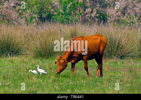 Airone guardabuoi, Buff-backed heron (Ardeola ibis, Bubulcus ibis), su un pascolo di vacca, Spagna, Katalonia Foto Stock