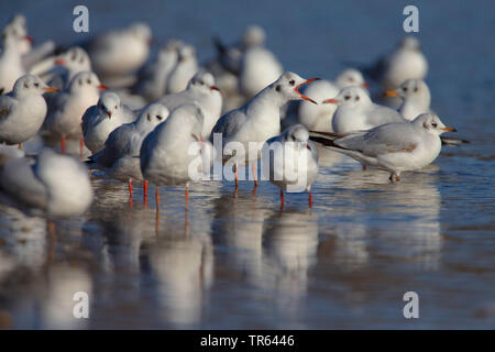 A testa nera (gabbiano Larus ridibundus, Chroicocephalus ridibundus), truppa insieme permanente in acque poco profonde, in Germania, in Baviera Foto Stock