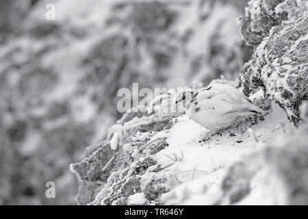 Pernice bianca, Neve di pollo (Lagopus mutus), ben caouflaged a una coperta di neve rockwall Foto Stock