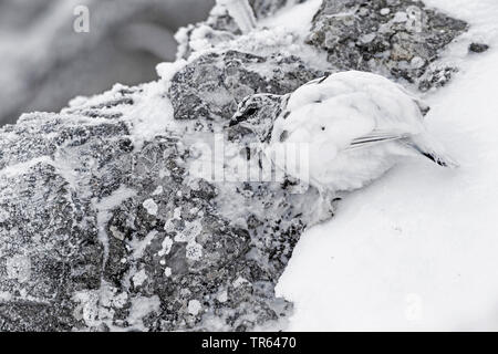 Pernice bianca, Neve di pollo (Lagopus mutus), ben caouflaged a una coperta di neve rockwall Foto Stock