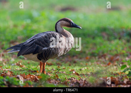 Swan Goose, Marrone OCA Africana (Anser cygnoides), stando in piedi in un prato, vista laterale Foto Stock