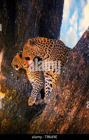 Leopardo nero, Black Panther (Panthera pardus), leopardess seduta con un ragazzo in una struttura ad albero , Botswana Foto Stock