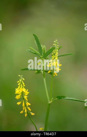 Melilot comune, melilot nervata, melilot giallo, giallo sweetclover, Meliloto (Melilotus officinalis), fioritura, Germania Foto Stock