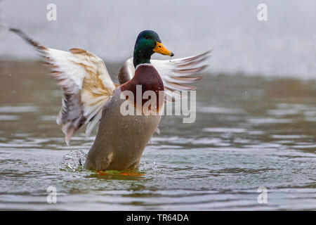 Il germano reale (Anas platyrhynchos), gli spruzzi di Drake, vista laterale, in Germania, in Baviera Foto Stock