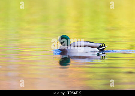 Il germano reale (Anas platyrhynchos), nuoto drake, vista laterale, in Germania, in Baviera Foto Stock