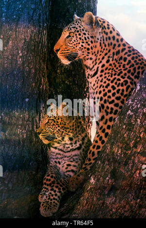 Leopardo nero, Black Panther (Panthera pardus), leopardess seduta con un ragazzo in una struttura ad albero , Botswana Foto Stock