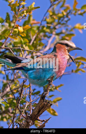 Lilla-breasted rullo (Coracias caudata), seduto su un albero, Botswana Foto Stock