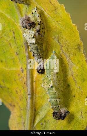 Grande bianco (Sarcococca brassicae), cinto pupas ad una foglia, Germania Foto Stock