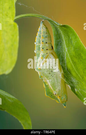 Grande bianco (Sarcococca brassicae), cinto pupa ad una foglia, Germania Foto Stock