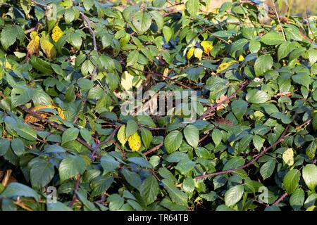 Blackberry arbustive (Rubus fruticosus), rami, Germania Foto Stock