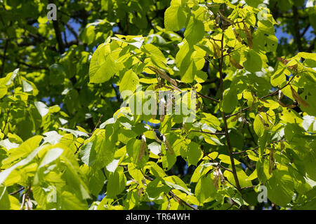 Calce caucasici, caucasiche Linden, Bigleaf Linden, Bigleaf tiglio (Tilia dasystyla, Tilia caucasica), rami in presenza di luce solare con frutti Foto Stock