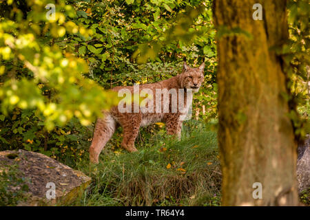 Eurasian (Lynx Lynx lynx), stalking al margine della foresta, vista laterale, in Germania, in Baviera Foto Stock