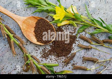 Enagra (Oenothera biennis), il seme in una ciotola, la produzione di un olio di enotera, Germania Foto Stock