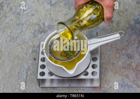 Enagra (Oenothera biennis), produzione di Evening Primerose crema, 2 Passo: olio di Evening Primerose si versa olio in una pentola su una più calda, Serie immagine 2/10, Germania Foto Stock