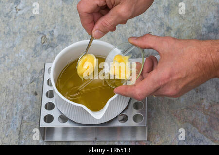 Enagra (Oenothera biennis), produzione di Evening Primerose crema, 3 passo: la lanolina viene aggiunto all'olio in una pentola su una più calda, Serie immagine 3/10, Germania Foto Stock