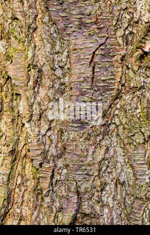 Ontani neri, ontano nero, europeo (ontano Alnus glutinosa), corteccia, Germania Foto Stock