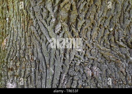 Grandi lasciava in calce, tiglio (Tilia platyphyllos), corteccia, Germania Foto Stock