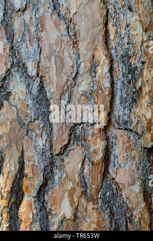 Pino silvestre, pino silvestre (Pinus sylvestris), corteccia, Germania Foto Stock