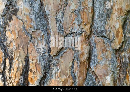 Pino silvestre, pino silvestre (Pinus sylvestris), corteccia, Germania Foto Stock