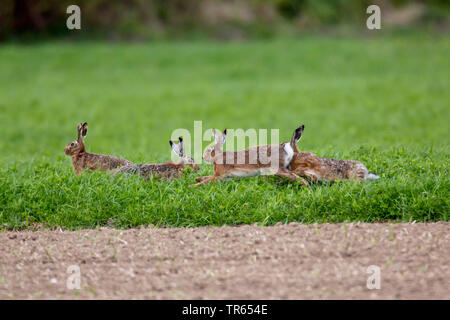 Lepre europea, Marrone lepre (Lepus europaeus), tanti avversari che si rincorrono su un campo, in Germania, in Baviera, Niederbayern, Bassa Baviera Foto Stock