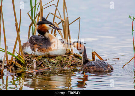 Svasso maggiore (Podiceps cristatus), alimentazione maschio un pulcino sul retro della femmina, in Germania, in Baviera, Niederbayern, Bassa Baviera Foto Stock