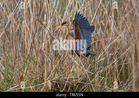 Airone rosso (Ardea purpurea), in atterraggio a il nido nel pettine, vista laterale, in Germania, in Baviera, Niederbayern, Bassa Baviera Foto Stock