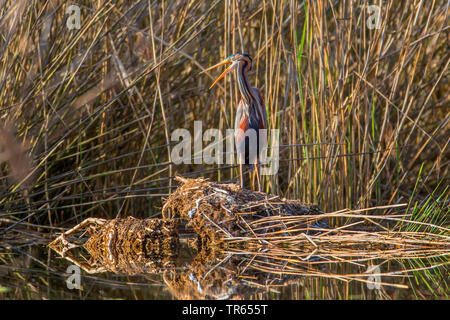 Airone rosso (Ardea purpurea), in piedi su una canna aery all'acqua e chiamando, in Germania, in Baviera, Niederbayern, Bassa Baviera Foto Stock