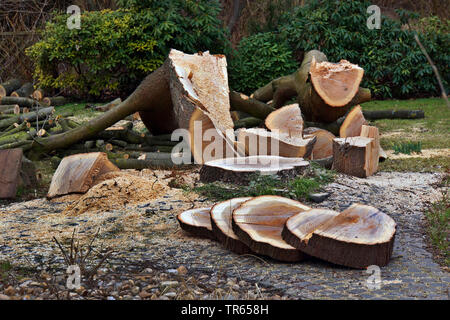 Il nord di quercia rossa (Quercus rubra), Rovere abbattuto in un giardino, in Germania, in Renania settentrionale-Vestfalia Foto Stock