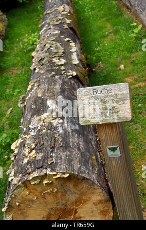 Comune di faggio (Fagus sylvatica), marciume tronco di albero su un educational sentiero forestale, in Germania, in Renania settentrionale-Vestfalia Foto Stock