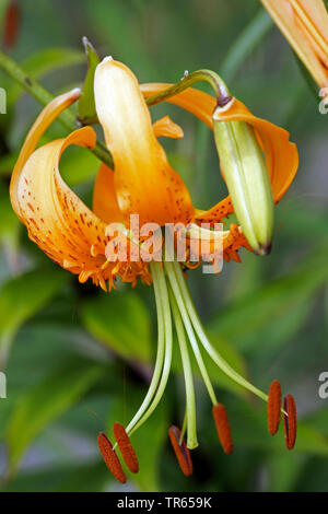 Lily (Lilium spec.), Giglio Fiore, Germania Foto Stock