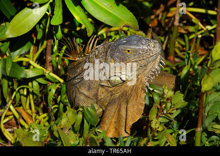 Iguana verde, comune (iguana Iguana iguana), tra piante, STATI UNITI D'AMERICA, Florida Key Largo Foto Stock