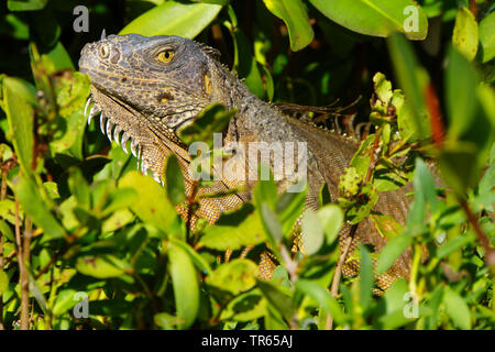 Iguana verde, comune (iguana Iguana iguana), tra piante, STATI UNITI D'AMERICA, Florida Key Largo Foto Stock