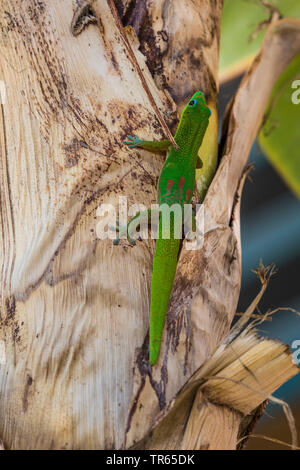 Polvere d oro giorno gecko (Phelsuma laticauda), seduti a un albero di banana, STATI UNITI D'AMERICA, Hawaii Maui Kihei Foto Stock