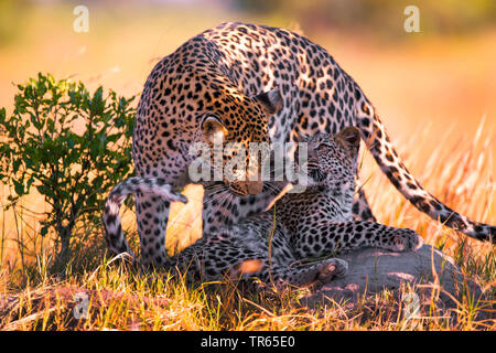 Leopard (Panthera pardus), leopardess tussling con animale giovane, Botswana Foto Stock