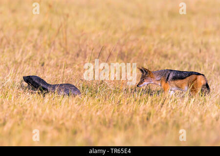Honey badger, rattel (Mellivora capensis), è seguita da un nero-backed jackal, vista laterale, Botswana Foto Stock