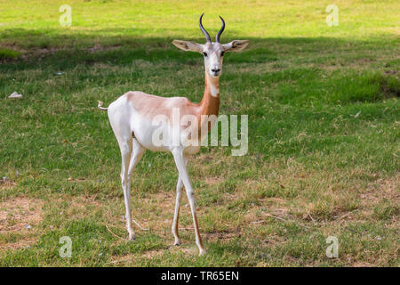 Addra gazelle (Nanger dama, Gazella dama), Femmina a camminare in un prato, USA, Arizona Foto Stock