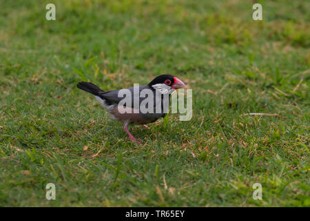 Java Sparrow, Padda oryzivora, Finch Java, Java riso Sparrow, Java riso Bird (Padda oryzivora), la ricerca di cibo in un prato, vista laterale, STATI UNITI D'AMERICA, Hawaii Maui Foto Stock