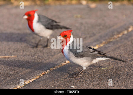 Rosso-crested cardinale (Paroaria coronata), due rossi-crested cardinali rovistando sul terreno, vista laterale, STATI UNITI D'AMERICA, Hawaii Maui Foto Stock