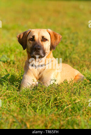 Kangal (Canis lupus f. familiaris), Kangal mongrel, quattro anni cane maschio giacente in un prato, Germania Foto Stock