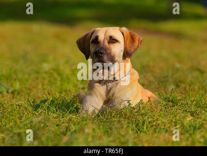 Kangal (Canis lupus f. familiaris), Kangal mongrel, quattro anni cane maschio giacente in un prato, Germania Foto Stock