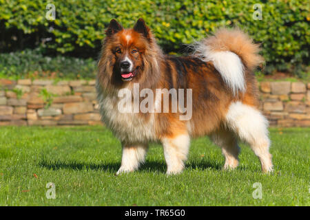 Elo, grande elo (Canis lupus f. familiaris), cinque anni cane maschio in piedi in un prato, Germania Foto Stock