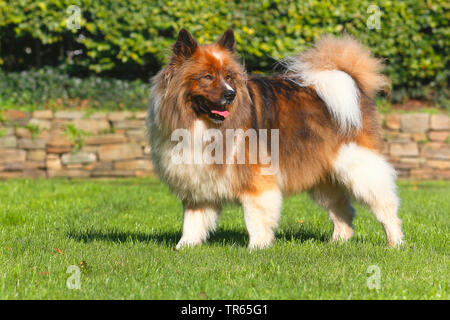 Elo, grande elo (Canis lupus f. familiaris), cinque anni cane maschio in piedi in un prato, Germania Foto Stock